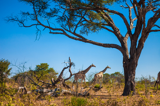 Somalia