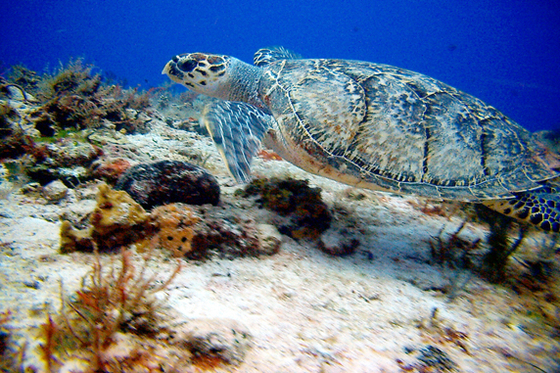 Puerto Rico (USA)