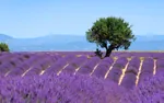 Frankreich Lavendelfelder