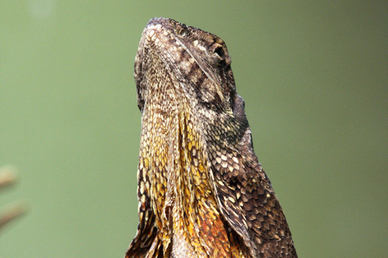Papua-Neuguinea