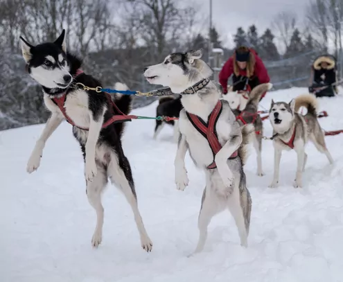 Trascinati nella neve candida