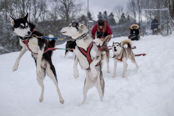 Chiens traineau