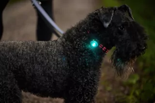 Sichtbarkeit für Hundebesitzer: 